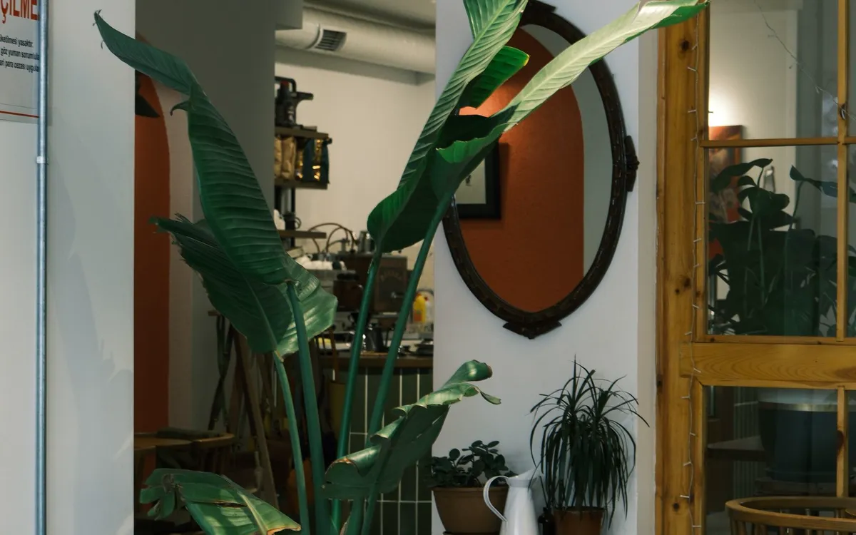 A café corner with plants and natural light